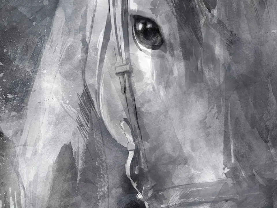 A horse study