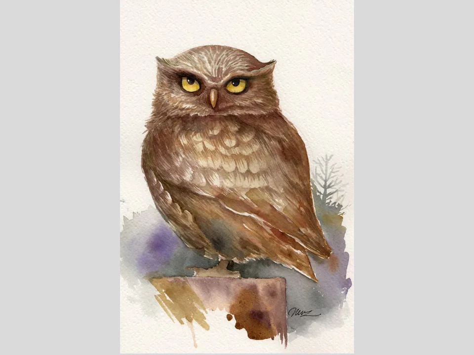 Baby owl