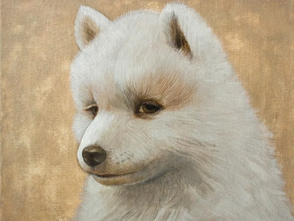 A Samoyed dog portrait